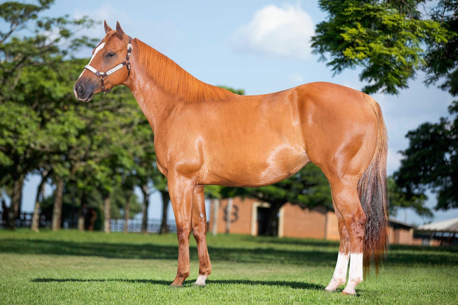 ONE FAMOUS FILLY