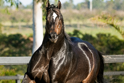 FANTASTIC CORONA JR